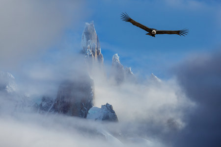 Flying condor in the Patagonia, South Americaの写真素材