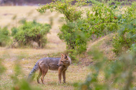 South American gray fox (Lycalopex griseus), Patagonian fox, in Patagonia mountainsの写真素材