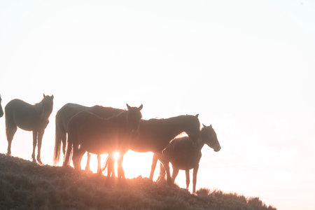 Horses on the meadow