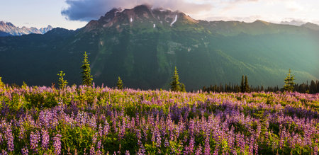 Mountain meadow in sunny day. Natural summer landscape.の写真素材