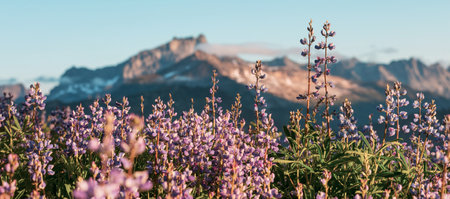 Mountain meadow in sunny day. Natural summer landscape.の写真素材