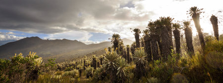 forest of frailejones or Espeletia, a beautiful plant in Colombian mountains, South Americaの写真素材