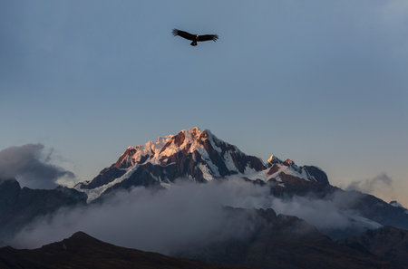 Flying condor in the Patagonia, South Americaの写真素材