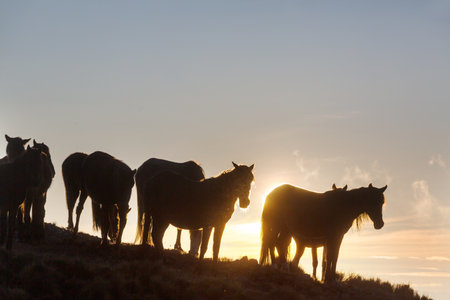 Horses on the meadowの写真素材