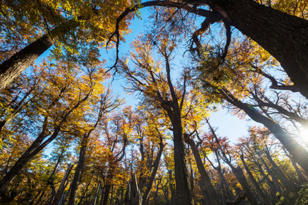 Colorful autumn leaves in a sunny forest. Autumn natural backgroundの写真素材
