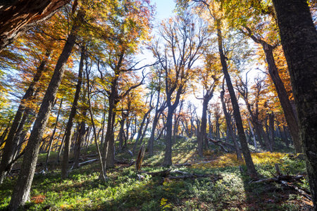 Colorful autumn leaves in a sunny forest. Autumn natural backgroundの写真素材