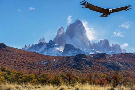 Flying condor in the Patagonia, South America