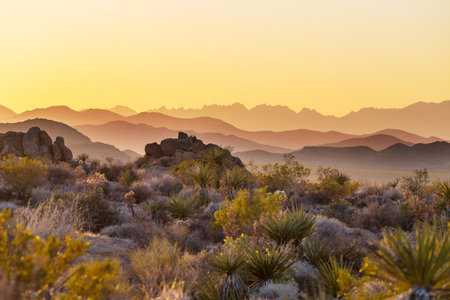 Unusual joshua tree national park landscapes, USAの写真素材