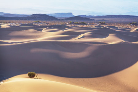 Sand dunes in California, USA. Beautiful nature landscapes travel sunrise backgroundの写真素材