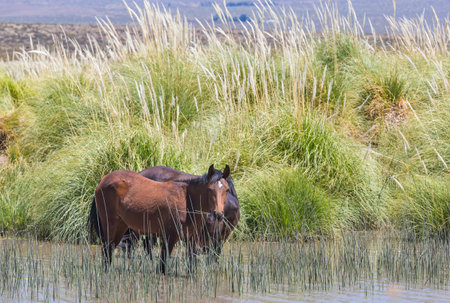 Horses on the meadowの写真素材