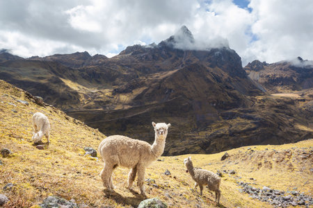 Cute alpaca in Andes, Bolivia, South Americaの写真素材