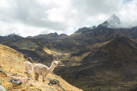 Cute alpaca in Andes, Bolivia, South Americaの写真素材