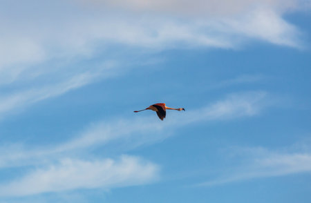 Flamingos flying on Altiplano, South Americaの写真素材