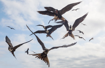 Frigates and pelicans flying in the blue sky, Equador, Pacific coastの写真素材
