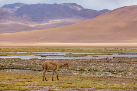 Wild vicunas on the Altiplano in Northern Chile, South Americaの写真素材