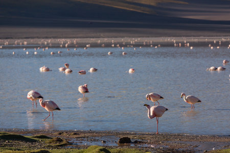 Flamingo in the lake of Bolivian Altiplano wildlife nature wildernessの写真素材