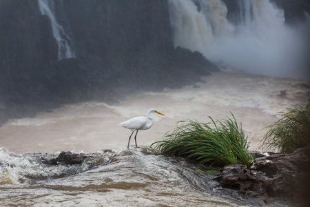 Heron in Iguazi waterfall, Brazilの写真素材