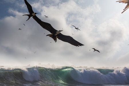Frigates and pelicans flying in the blue sky, Equador, Pacific coastの写真素材