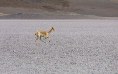 Wild vicunas on the Altiplano in Northern Chile, South Americaの写真素材