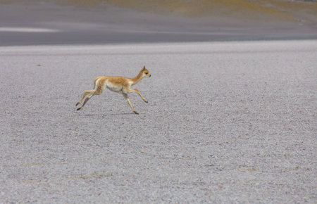 Wild vicunas on the Altiplano in Northern Chile, South Americaの写真素材