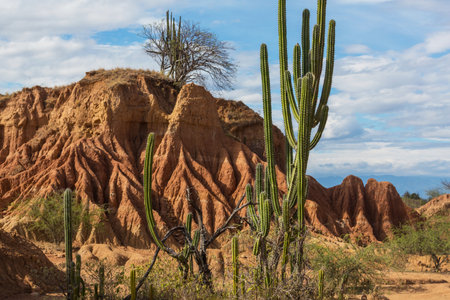 Unusual landscapes in Tatacoa desert, Colombia, South Americaの写真素材
