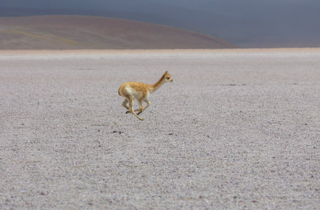 Wild vicunas on the Altiplano in Northern Chile, South Americaの写真素材