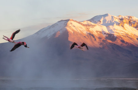 Flamingos flying on Altiplano, South Americaの写真素材