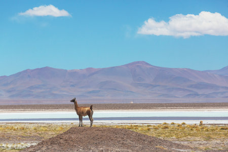 Wild vicunas in Bolivia, South Americaの写真素材