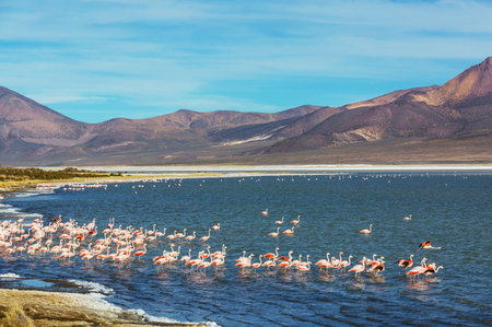 Flamingo in the lake of Bolivian Altiplano wildlife nature wildernessの写真素材
