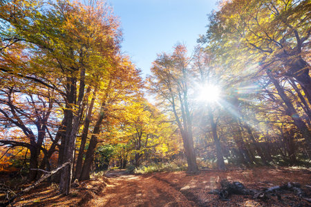 Colorful autumn leaves in a sunny forest. Autumn natural backgroundの写真素材