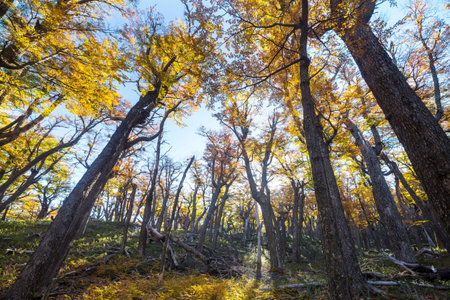 Colorful autumn leaves in a sunny forest. Autumn natural backgroundの写真素材