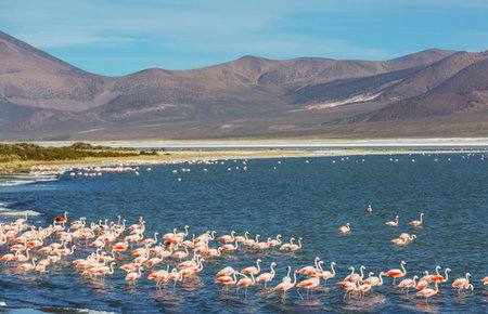 Flamingo in the lake of Bolivian Altiplano wildlife nature wildernessの写真素材
