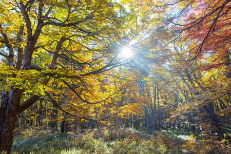 Colorful autumn leaves in a sunny forest. Autumn natural backgroundの写真素材