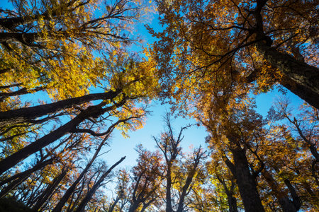 Colorful autumn leaves in a sunny forest. Autumn natural backgroundの写真素材