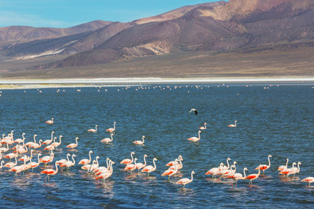 Flamingo in the lake of Bolivian Altiplano wildlife nature wildernessの写真素材