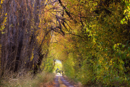 Beautiful alley in fall seasonの写真素材