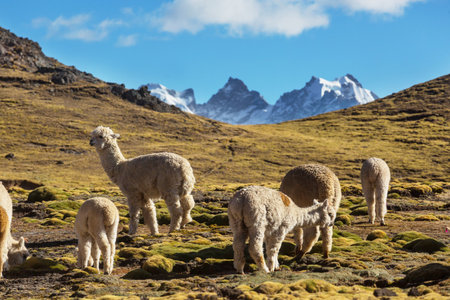 Cute alpaca in Andes, Bolivia, South Americaの写真素材