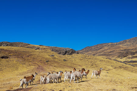 Llama in the pasture in Peru, South Americaの写真素材