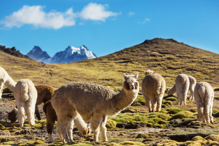 Cute alpaca in Andes, Bolivia, South Americaの写真素材