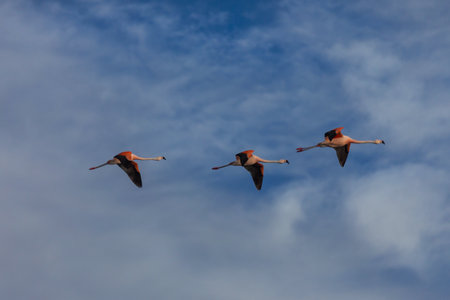 Flamingos flying on Altiplano, South Americaの写真素材