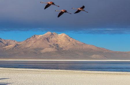 Flamingos flying on Altiplano, South Americaの写真素材