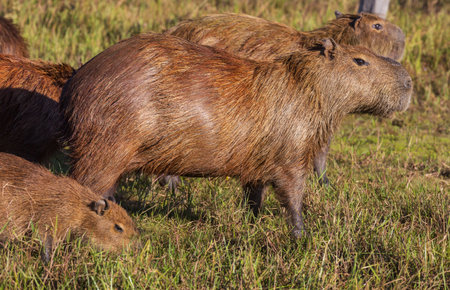 Capybara in the Pantanal, Brazil, South Americaの写真素材