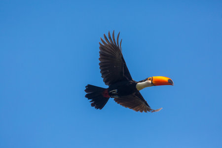 Tucan in the tropical forest in Brazil