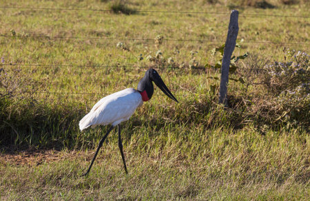Jabiru (Jabiru mycteria) in the Pantanal, Brazilの写真素材