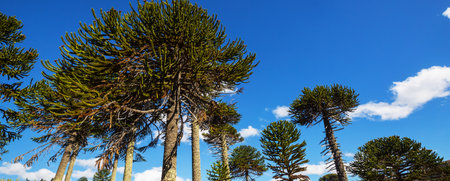 Unusual Araucaria (Araucaria araucana) trees in Andes mountains, Chileの写真素材