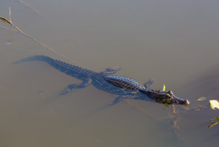 Yacare caiman in the water, Pantanal Wetlands, Mato Grosso, Brazil