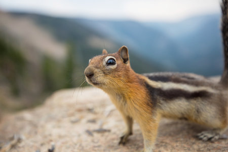 American chipmunk in summer forest