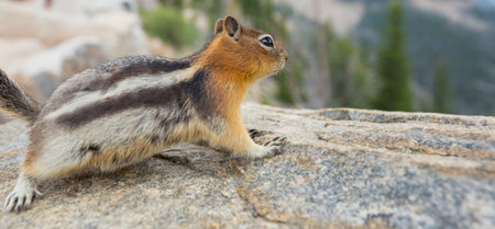 American chipmunk in summer forest