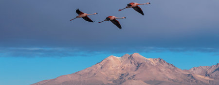 Flamingos flying on Altiplano, South America