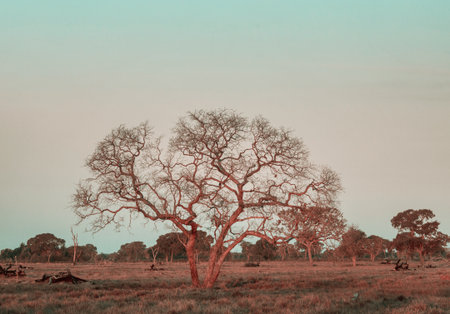 Beautiful  rural landscapes in a Brazil, South Americaの写真素材